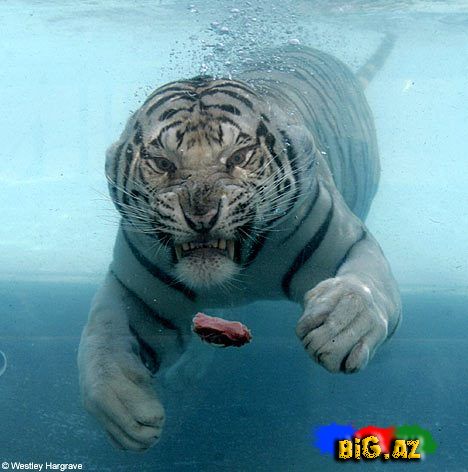 Maraqlı Şəkillər